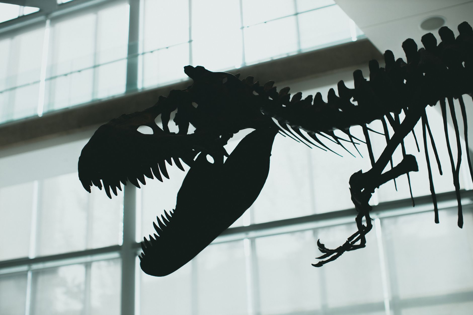 South Dakota T. Rex 'Gus' Poised to Break Auction Records