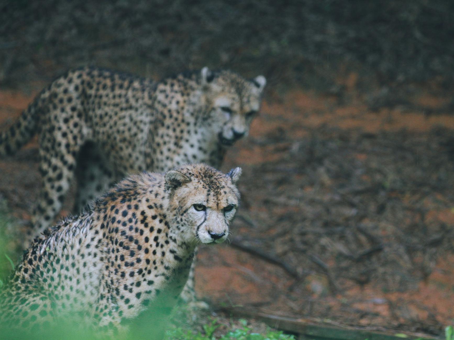India's Cheetah Conservation Efforts Chart New Course