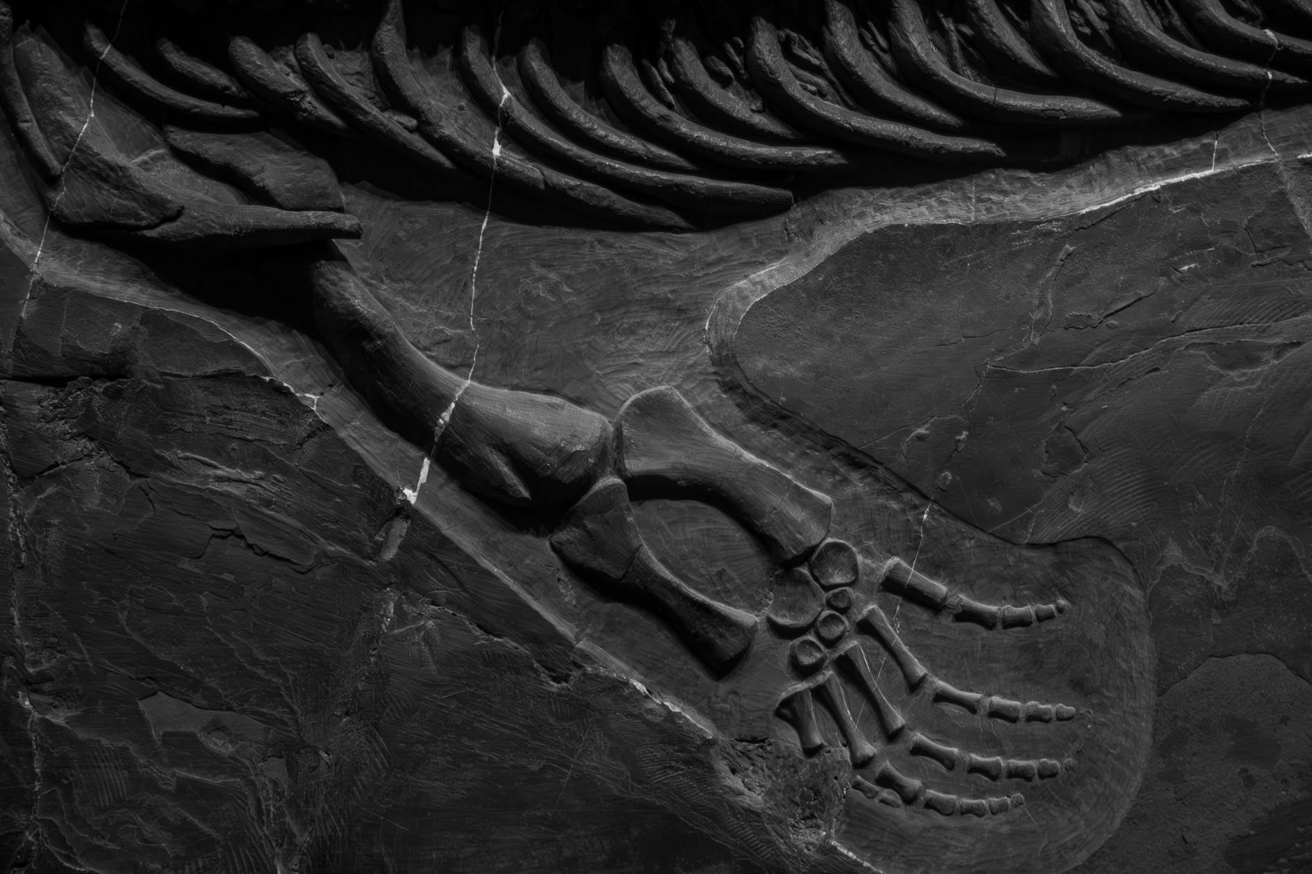 Unravelling Serpent Secrets: Fossils and Tech Illuminate Origins