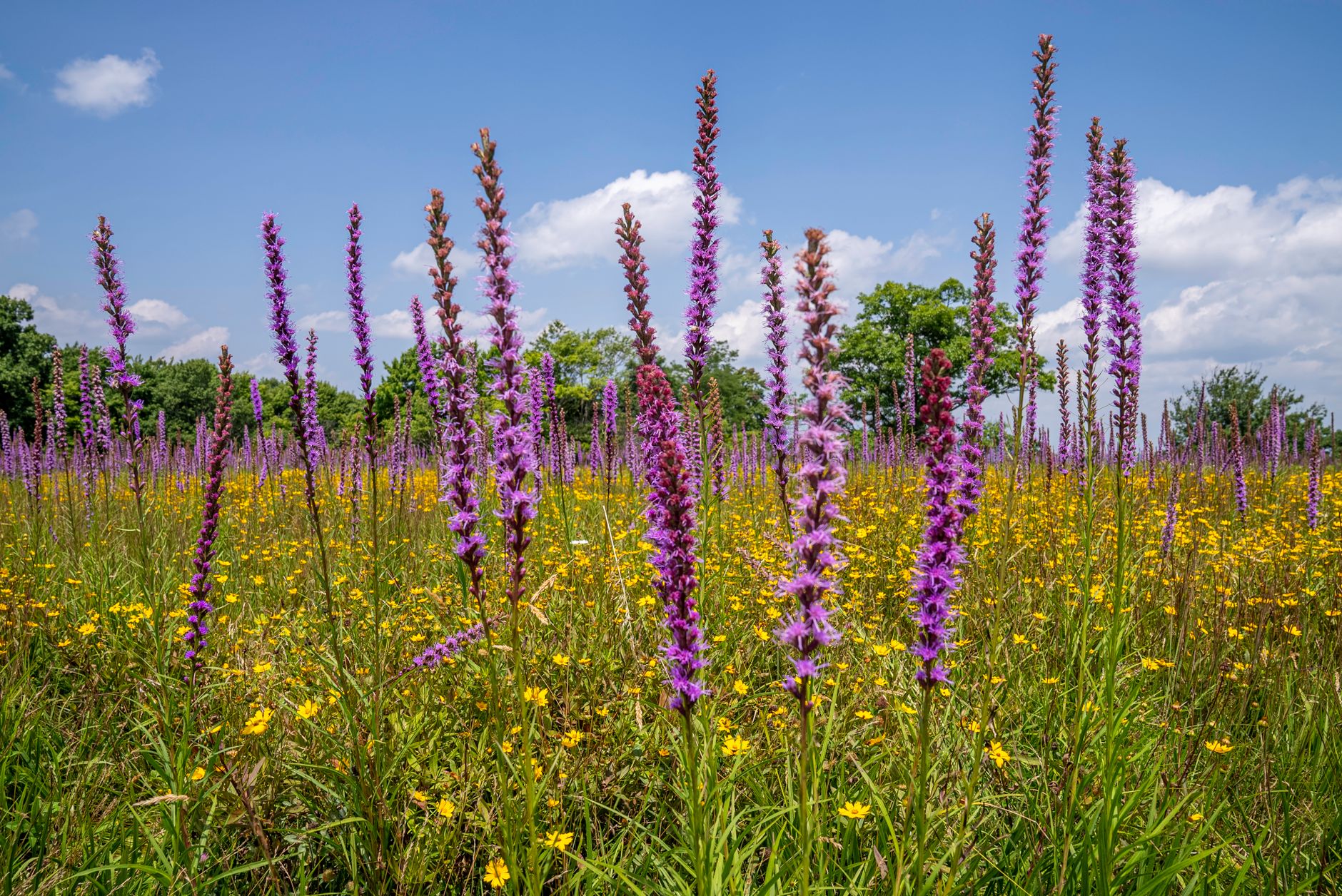 Prairie Blossoms and Community Spirit: July's Celebration at Jennings