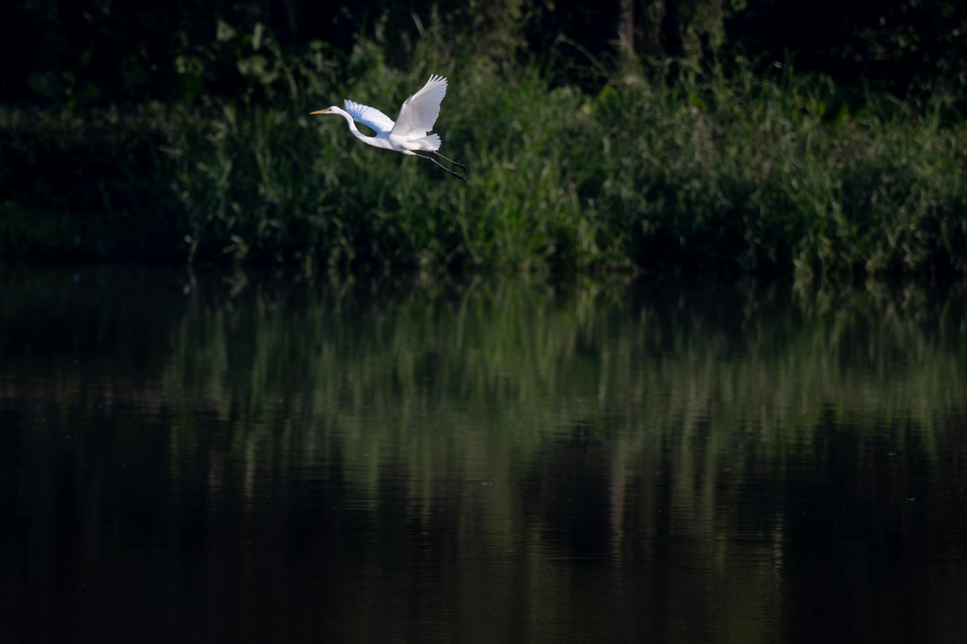 Nagpur's Vanishing Lakes: A Wake-up Call for Environmental Action
