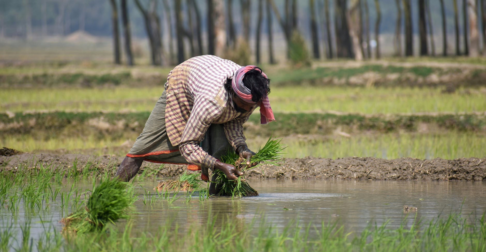 Bengal's Uneven Development: Agriculture Thrives as Infrastructure Falters