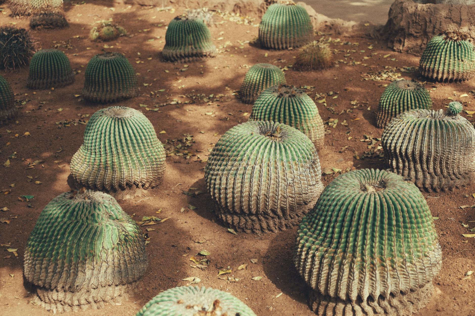 Rapid Evolution: Cacti's Surprising Speed in Forming New Species