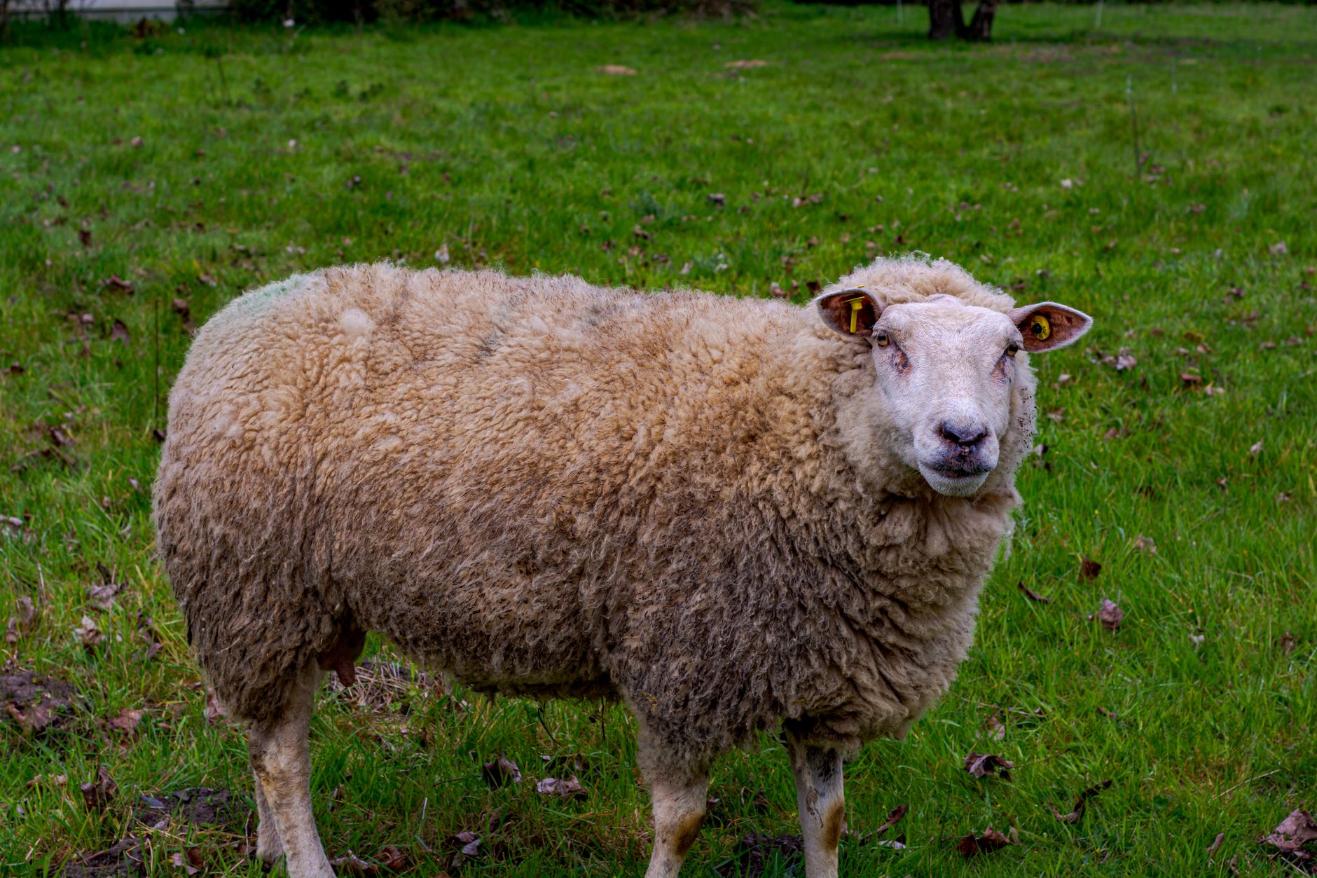 From Dolly to Today: The Evolution of Cloning Technology