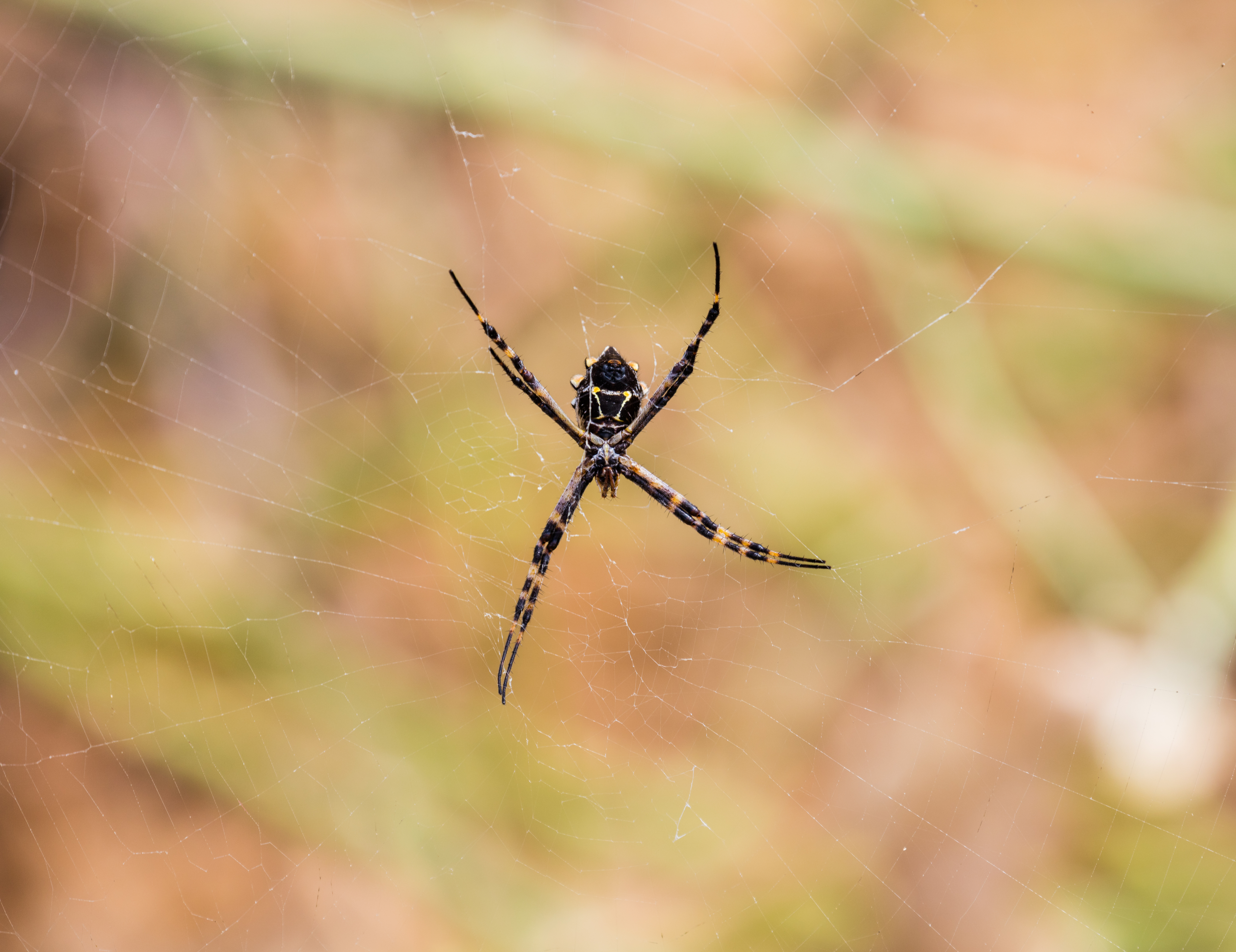 Ecuador's Golden Generation Poised for World Cup Glory in 2026